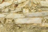 Fossil Mosasaur (Prognathodon) Upper Jaw in Situ - Morocco #325605-7